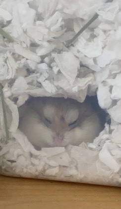 Any – Roborovski Dwarf Hamster