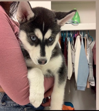 Siberian Husky – husky for sale