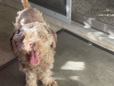 Shih Poo – Male Shih poo❤️ – Arlington