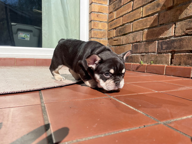 French Bulldog – French bulldog pups