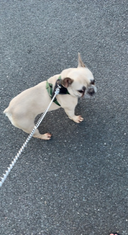 French Bulldog – lilac French bulldog 2half years old