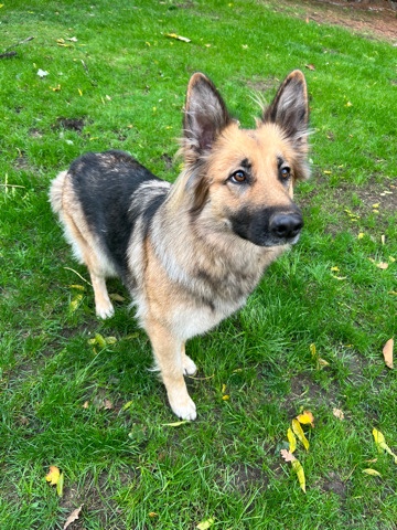 German Shepherd – German Shepherd
