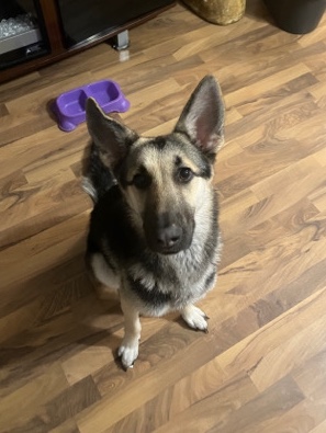 German Shepherd – German Shepard