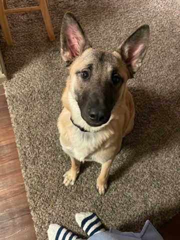 Belgian Shepherd Dog (Malinois) – German Shepard / Malinios