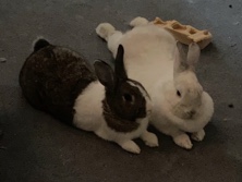 American – 2 bonded rabbits AMERICAN FEMALE & DUTCH – New York