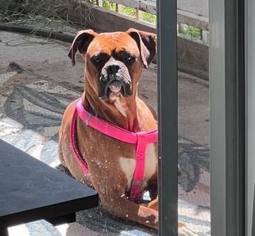 Boxer – Rehome for Concha