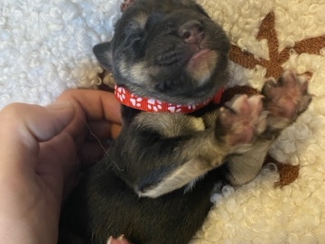 Serbian Defence Mastiff x Akita Rottweiler Puppies – Swadlincote – Swadlincote