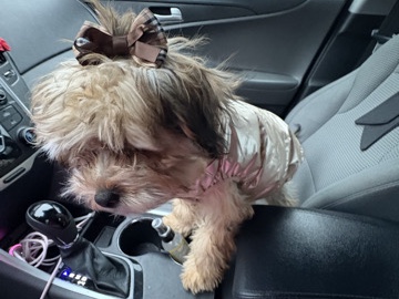 Yorkie Poo – yorkiepoo mix – Newark