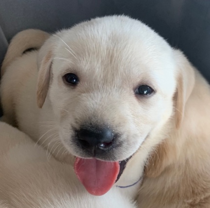 Labrador Retriever – Labrador retriever puppies