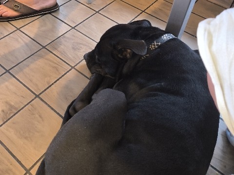 Staffordshire Terrier Bull