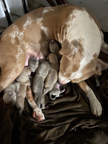 American Pit Bull Terrier – Pitbull Puppies