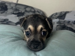 Mixed Breed – 🐾💕 MEET MAPLE! 💕🐾 – Los Angeles
