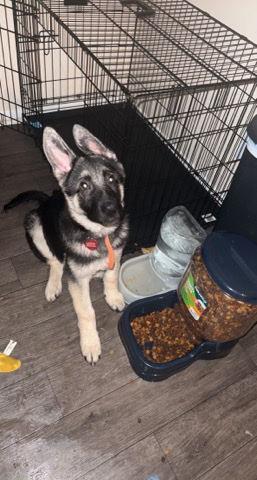 German Shepherd – 3 month German shepherd