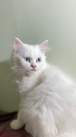 petshome%2Fadverts%2FVQ6vgslDQQiSzGFndER5%2Fmain image
