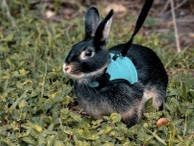 FREE Sweet pet rabbit for adoption! 