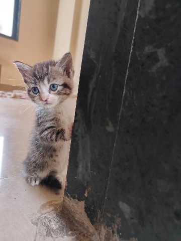 Cyprus – Hi I'm Ace and looking for a person who can take care of me.