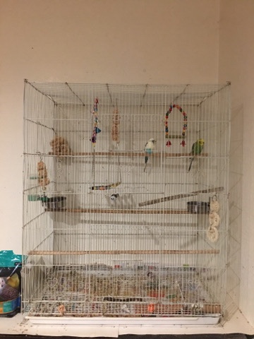 budgies bonded pair+cage and accessories 