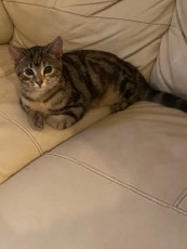 Bengal – Rehoming Female Bengal Cat (not free)