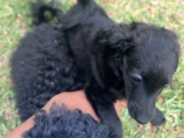 Cockapoo – I’m moving she needs a nice home immediately – Temple Terrace