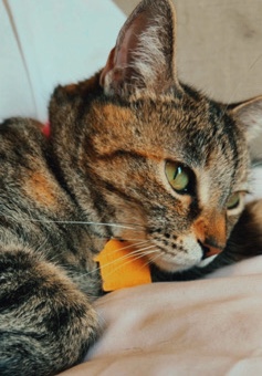 American Shorthair – Tabby Calico Cat