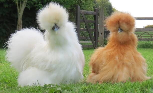 Silkie chicken eggs. Fertilized 94% hatching rate
