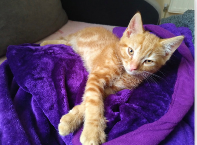 American Curl – American curl ginger male kitten