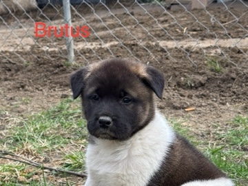 Akita puppies