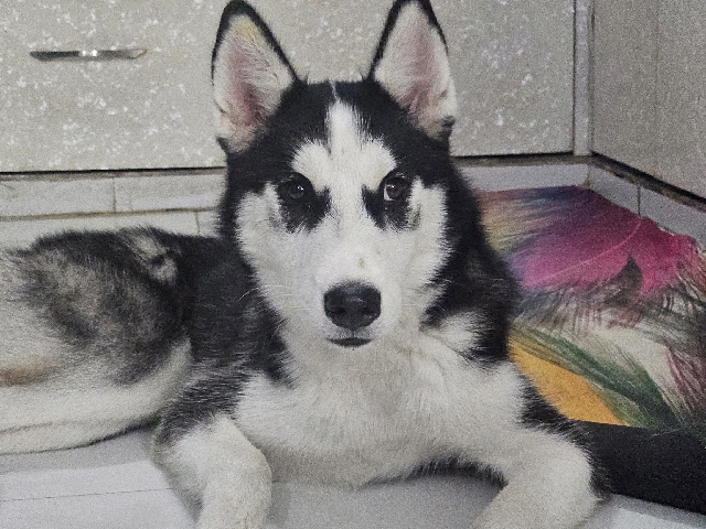 Siberian Husky – Female Siberian Husky – Kashipur