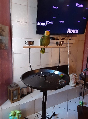Amazon Parrot – Amazon yellow parrot