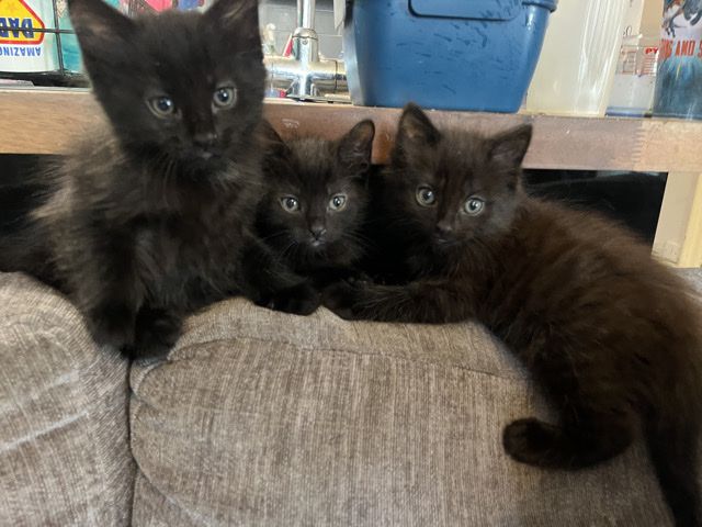 British Semi-longhair – 6 black kittens and one tabby – Westcliff-On-Sea