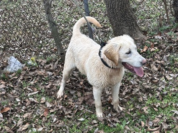 Labrador Retriever – 8 Months Labrador Retriever Female – Birmingham