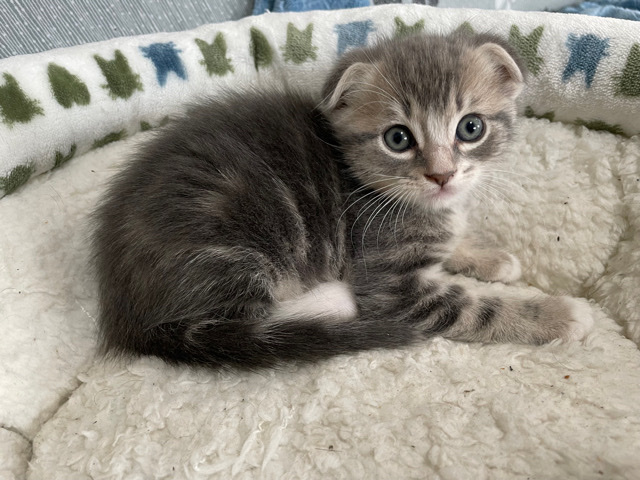 Scottish Fold – kitten