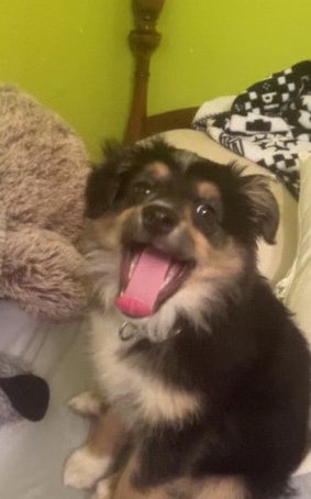 Miniature Australian Shepherd – mini aussi