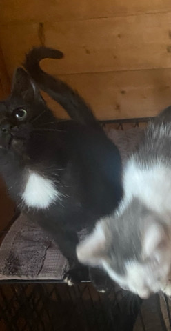 three beautiful kittens