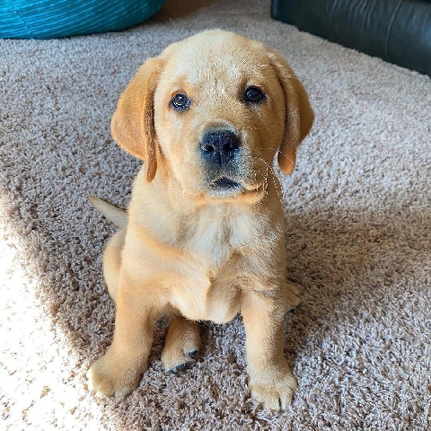 Golden Retriever – Golden Retrieval
