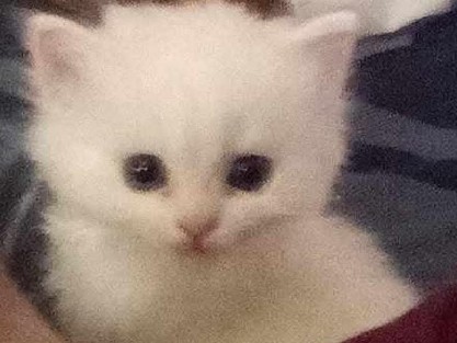 Ragdoll – Ragdoll and persianese kittens – Jerome