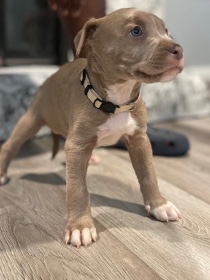 American Pit Bull Terrier – pitbull terrier