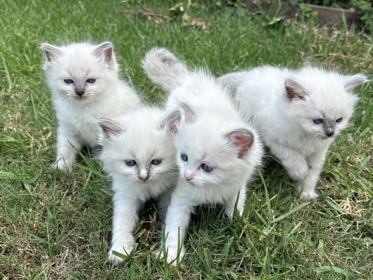 Ragdoll - Gorgeous Ragdoll Kittens Available!  available for adoption in Sydney