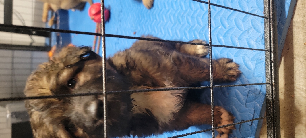 German Shepherd – german shepherd puppies