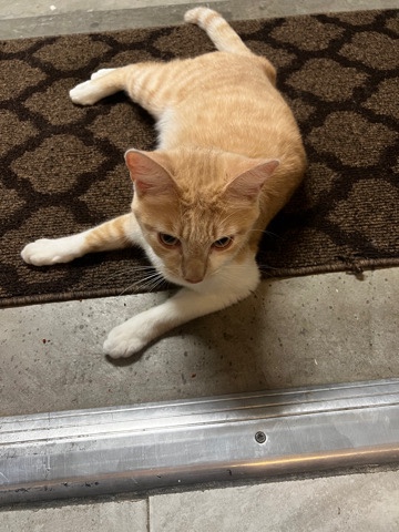 American Shorthair – 1 year old Cat