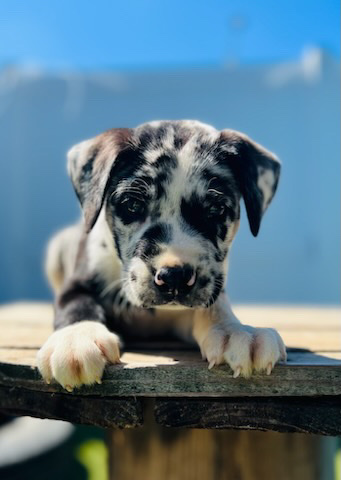 Great Dane – this is a Great Dane mastiff mix need a Great home..