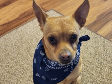 Chihuahua – Meet Pawco — A Loyal Little Dog Looking for the Right Fit – Colorado Springs