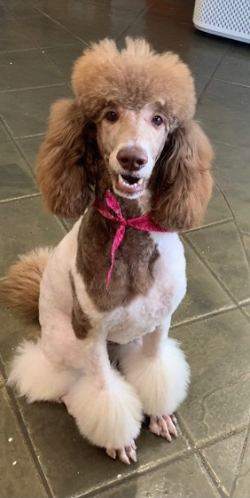 Poodle – Standard Pardi Poodle