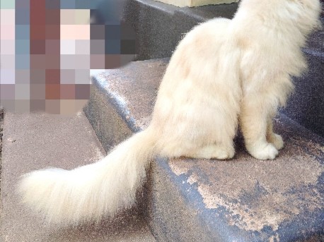 Persian (Modern) – Persian cat semi punch face