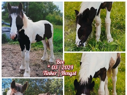 Tinker Horse – Tolle Pferde suchen ein neues Zuhause! – Reichenbach/Oberlausitz