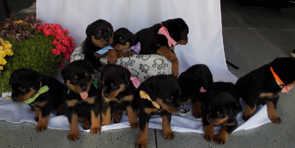 Rottweiler – rottweilers puppies