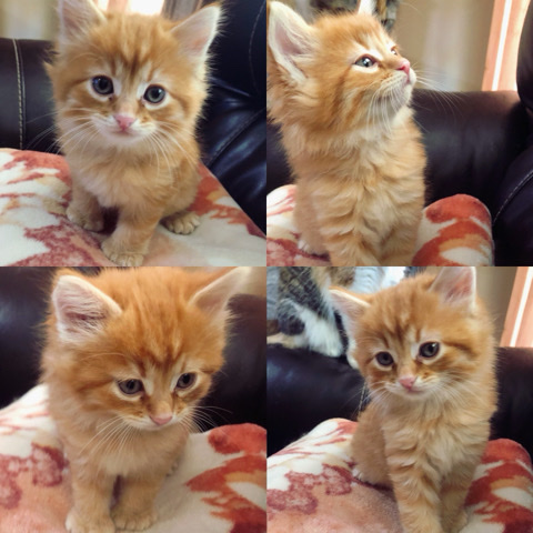 Maine Coon – Maine **** Mix kittens
