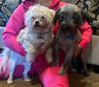 Shih Tzu – 2 Dogs Terrior/ Shi Tzu & Terrior/ Brussles Griffon