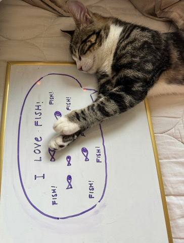 Male Kitty looking for home