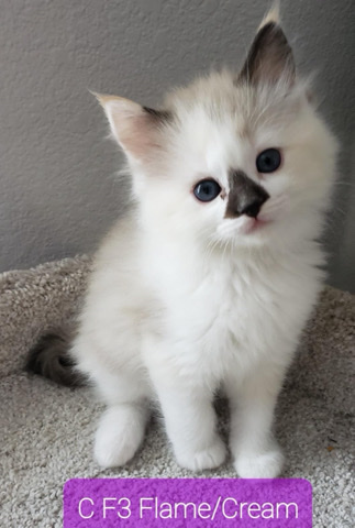 Ragdoll – purebred ragdolls